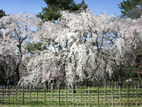 京都御所（御苑）の桜