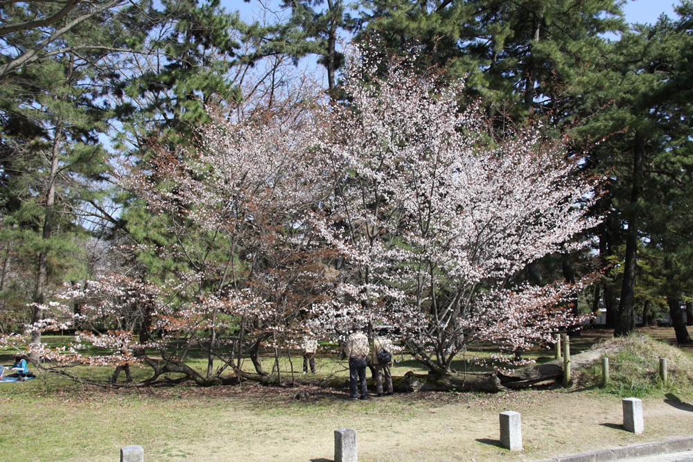 御所の桜