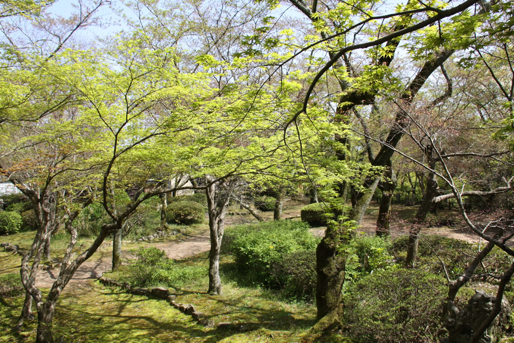 勝持寺の桜と新緑