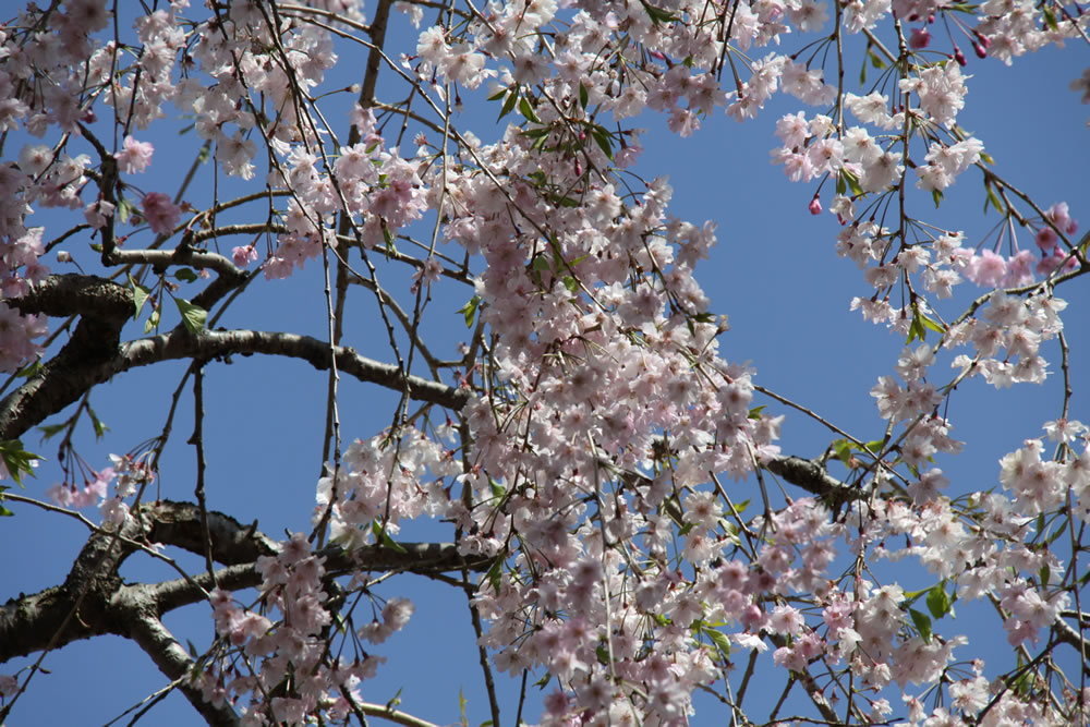 勝持寺の桜と新緑