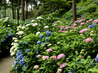 三室戸寺の紫陽花その２