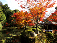 大原野神社の紅葉