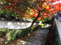 勝持寺の紅葉