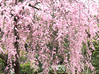 法金剛院の桜