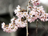 常寂光寺の枝垂れ桜