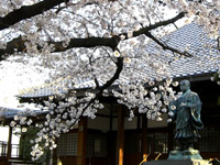 墨染寺の桜