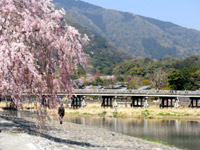 嵐山の桜