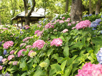 藤森神社のアジサイ