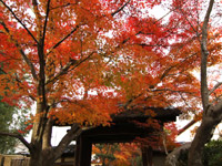 光悦寺の紅葉