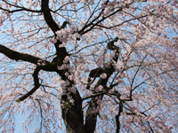 醍醐寺の桜