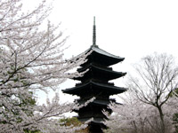 東寺の桜